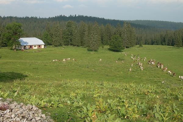 L'alpage de Chez Mimi - &copy; juillet 2007 - Marie