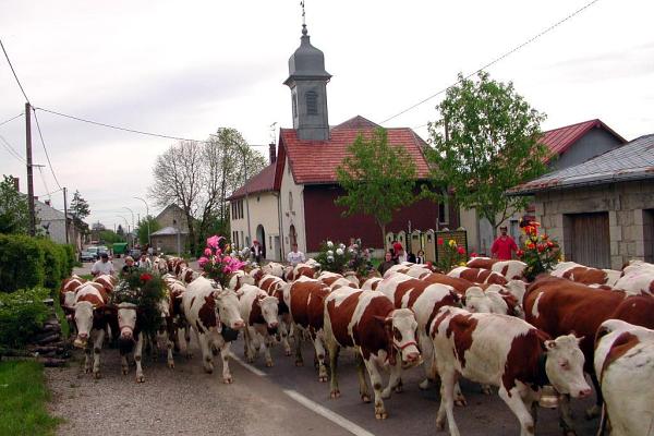 Montée à l'alpage à Petite Chaux - &copy; mai 2003 - P.M. Aubertel