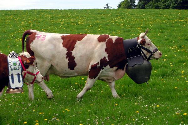 Vache dominante et sa cloche - &copy; mai 2003 - P.M. Aubertel