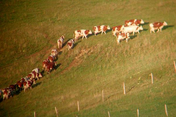 Procession de vaches - &copy; août 2003 - P.M. Aubertel