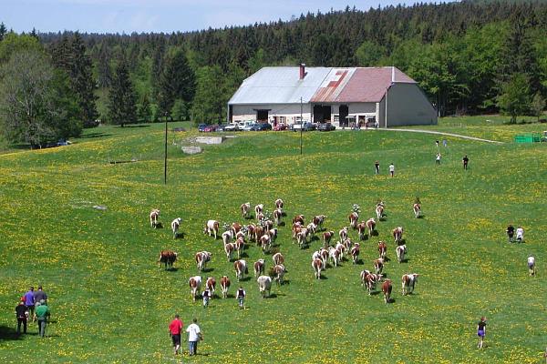Arrivée des génisses à l'alpage des Charbonnières - &copy; mai 2004 - P.M. Aubertel