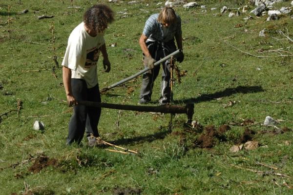 Arrachage des racines de gentiane - © octobre 2011 - H. Gaillot