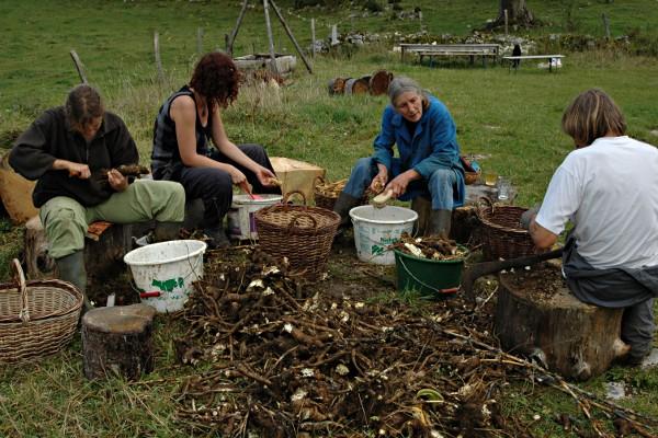 Récolte de la gentiane - © octobre 2011 - H. Gaillot