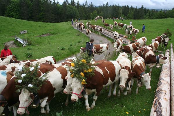 Pendant la montée des génisses aux Charbonnières - &copy; mai 2008 - P.M. Aubertel
