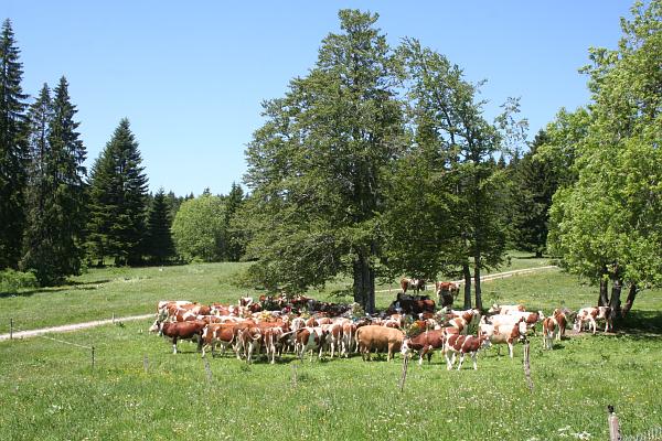 Vaches à l'abreuvoir - &copy; mai 2009 - P.M. Aubertel
