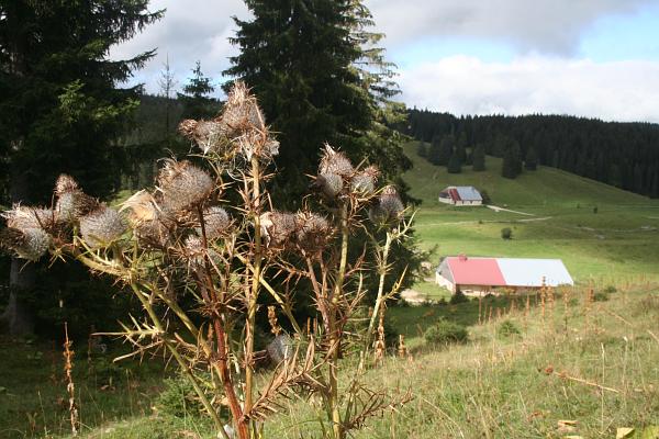 Chardons dans la pâture des Baties - © septembre 2011 - P.M. Aubertel