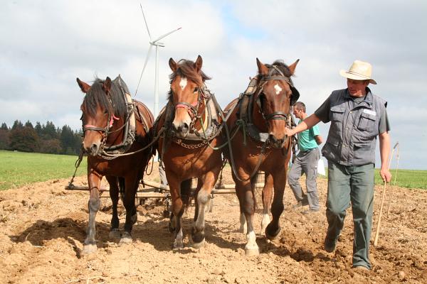Attelage tirant une herse à Mont-Crosin - © octobre 2011 - P.M. Aubertel
