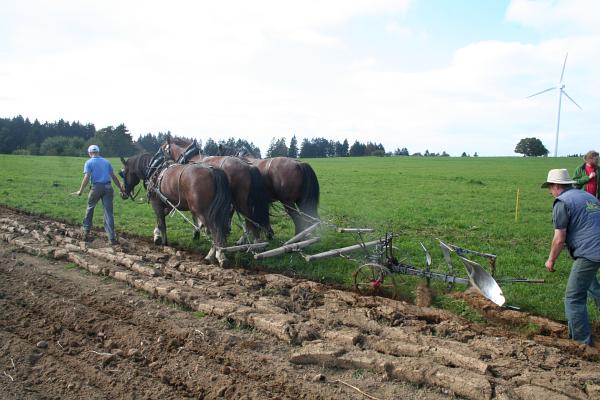 Labourage avec chevaux à Mont-Crosin - © octobre 2011 - P.M. Aubertel