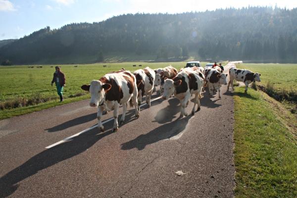 Descente d'alpage de Chez Mimi - © octobre 2011 - P.M. Aubertel