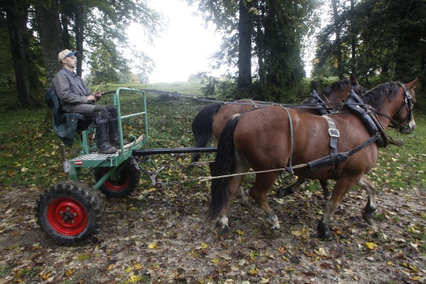 Travaux forestiers à traction équine, l'attelage - © octobre 2012 - P.M. Aubertel