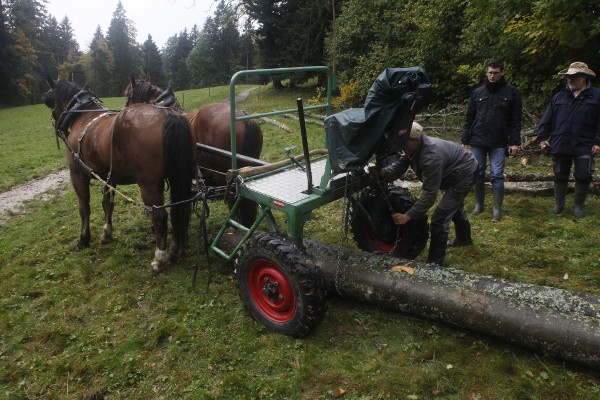 Travaux forestiers à traction équine, préparation de l'attelage - © octobre 2012 - P.M. Aubertel