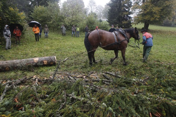 Travaux forestiers à traction équine, évacuation d'un tronc - © octobre 2012 - P.M. Aubertel