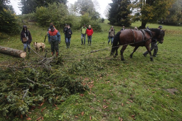 Travaux forestiers à traction équine, sortie des rémanents - © octobre 2012 - P.M. Aubertel