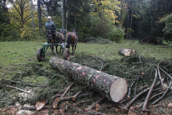 Travaux forestiers à traction équine, évacuation d'un tronc - © octobre 2012 - P.M. Aubertel
