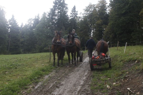 Croisement dans le chemin - © octobre 2012 - P.M. Aubertel