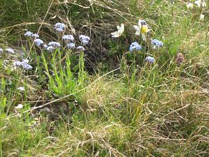 Fleurs sur l'alpage